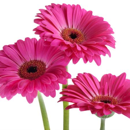Pixwords The image with flowers, flower, pink, violet Tatjana Baibakova ...