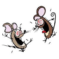 mouse, mice, insane, happy, two Donald Purcell - Dreamstime