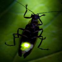 Pixwords The image with bug, animal, wild, wildlife, small, leaf, green Fireflyphoto - Dreamstime