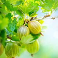 Pixwords The image with GOOSEBERRIES