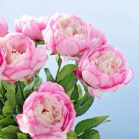Pixwords The image with PEONY