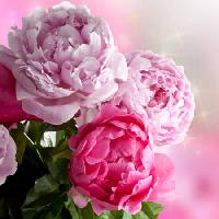 flower, flowers, garden, rose Piccia Neri - Dreamstime