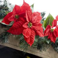 Pixwords The image with poinsettias, flower, red, garden, plants, christmas Jose Gil - Dreamstime