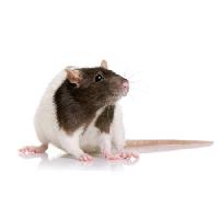 Pixwords The image with rodent, animal, mouse Isselee - Dreamstime