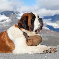 Pixwords The image with dog, barrel, mountain Swisshippo - Dreamstime