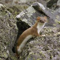 Pixwords The image with STOAT