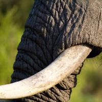 elephant, trunk, animal Villiers Steyn (Villiers)