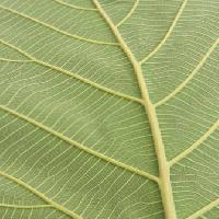 leaf, green Rufous - Dreamstime
